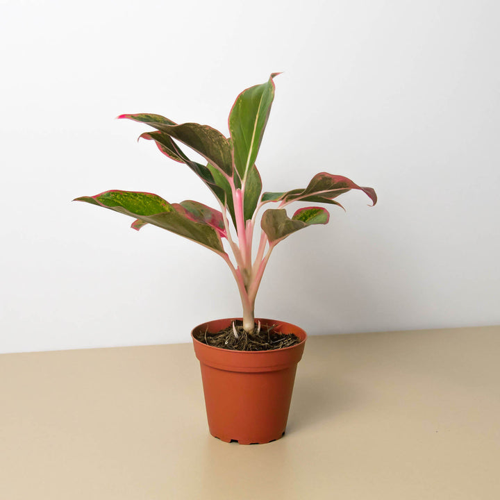 Chinese Evergreen &