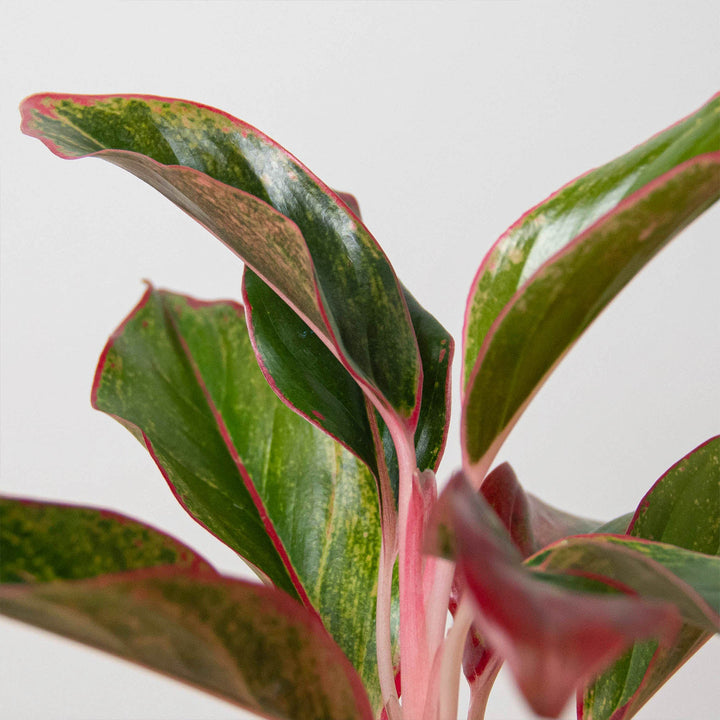 Chinese Evergreen &