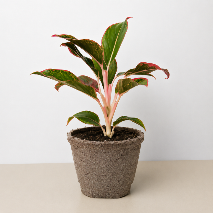 Chinese Evergreen &