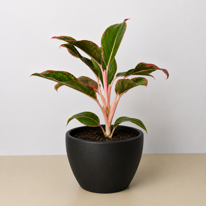 Chinese Evergreen &