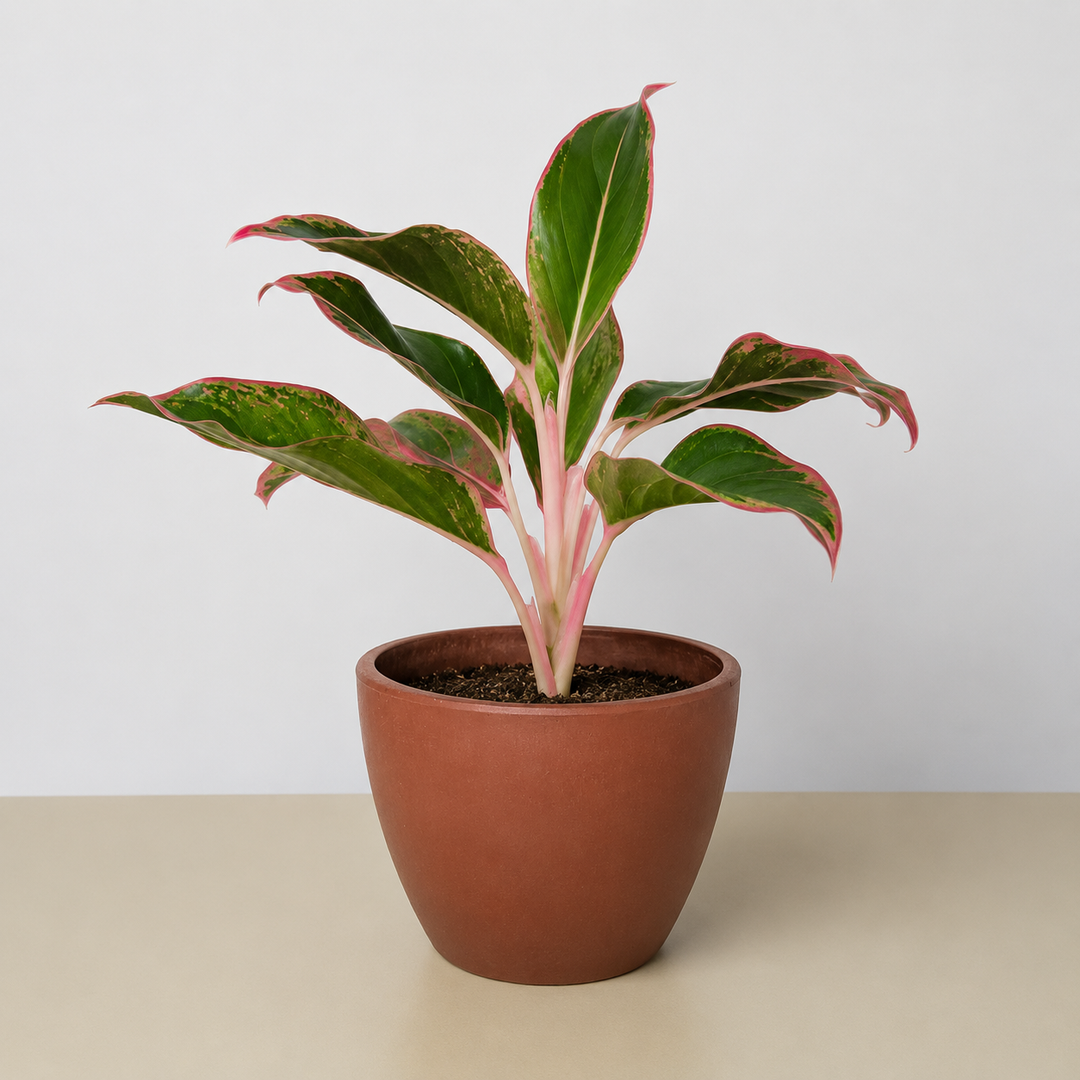 Chinese Evergreen &