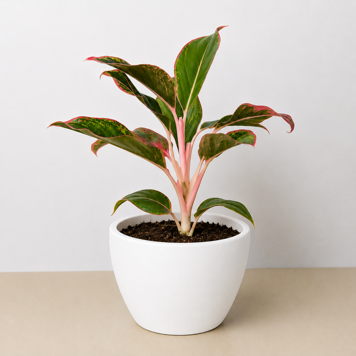 Chinese Evergreen &