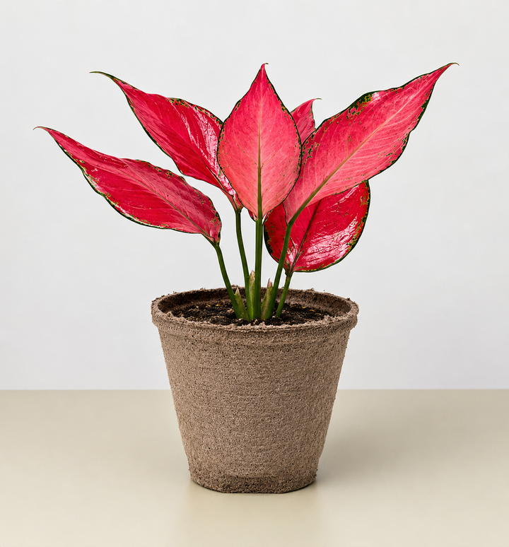 Chinese Evergreen &