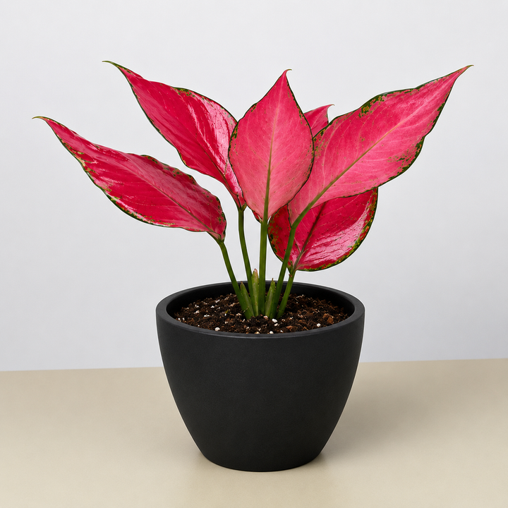 Chinese Evergreen &