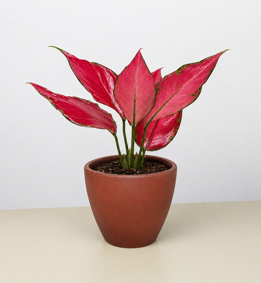 Chinese Evergreen &