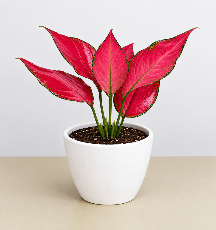 Chinese Evergreen &