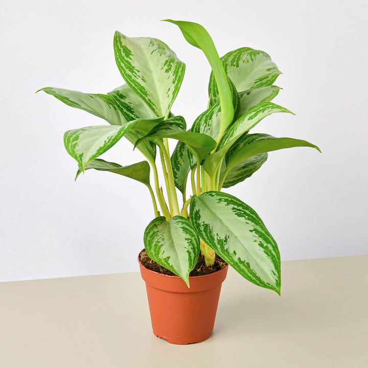 Chinese Evergreen &