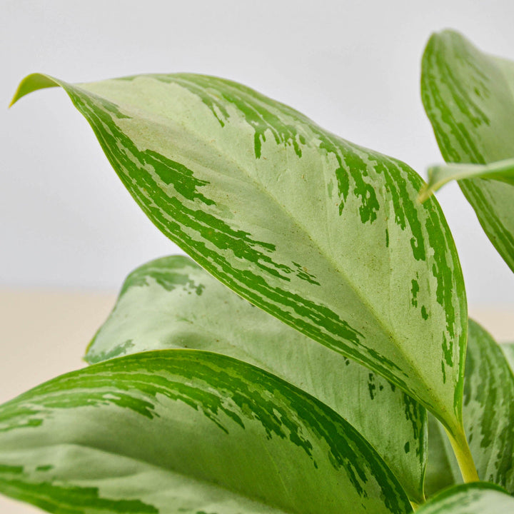 Chinese Evergreen &