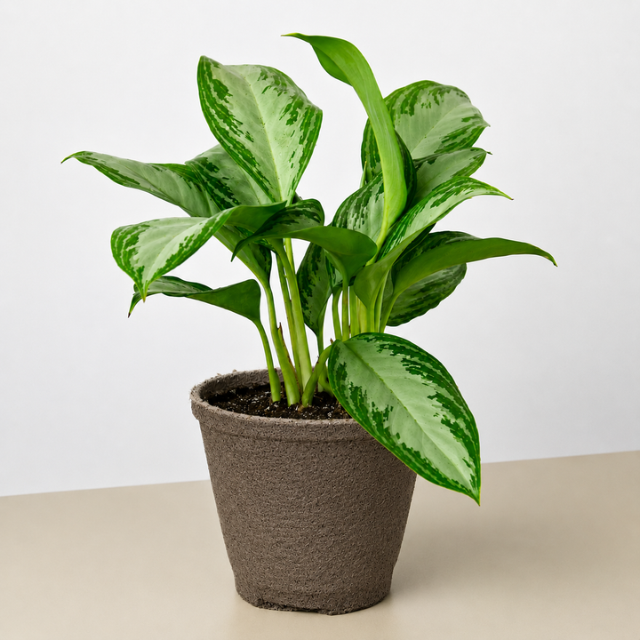 Chinese Evergreen &