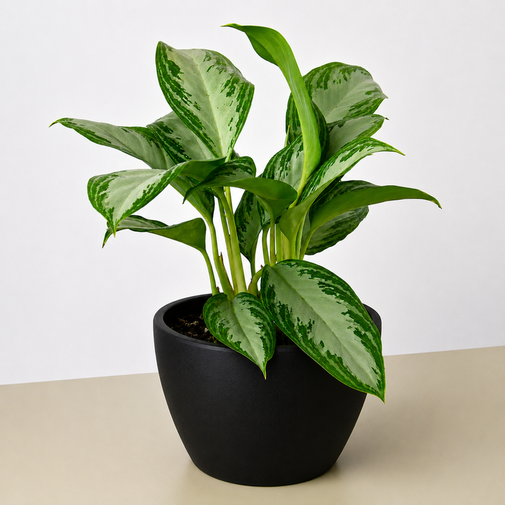Chinese Evergreen &