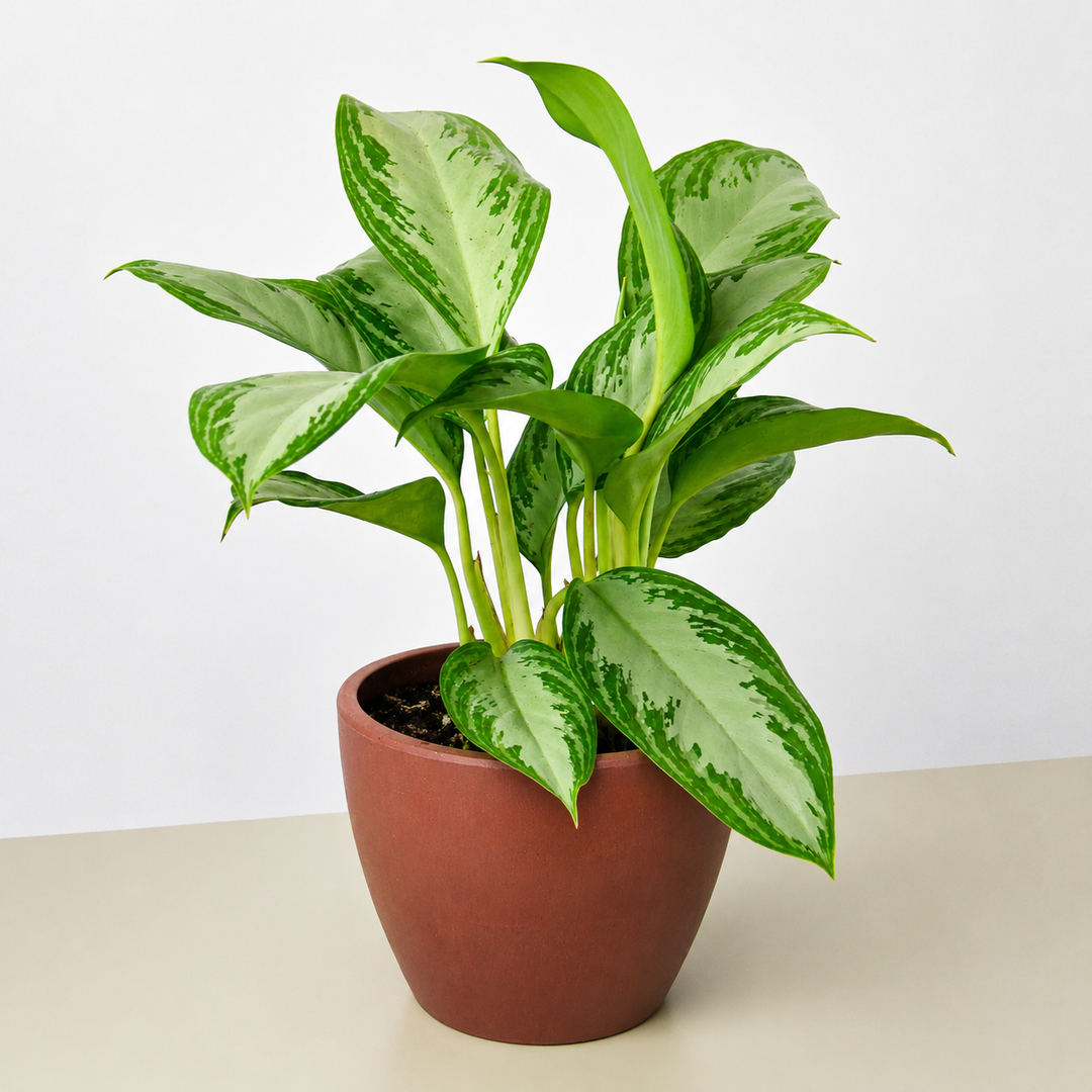 Chinese Evergreen &
