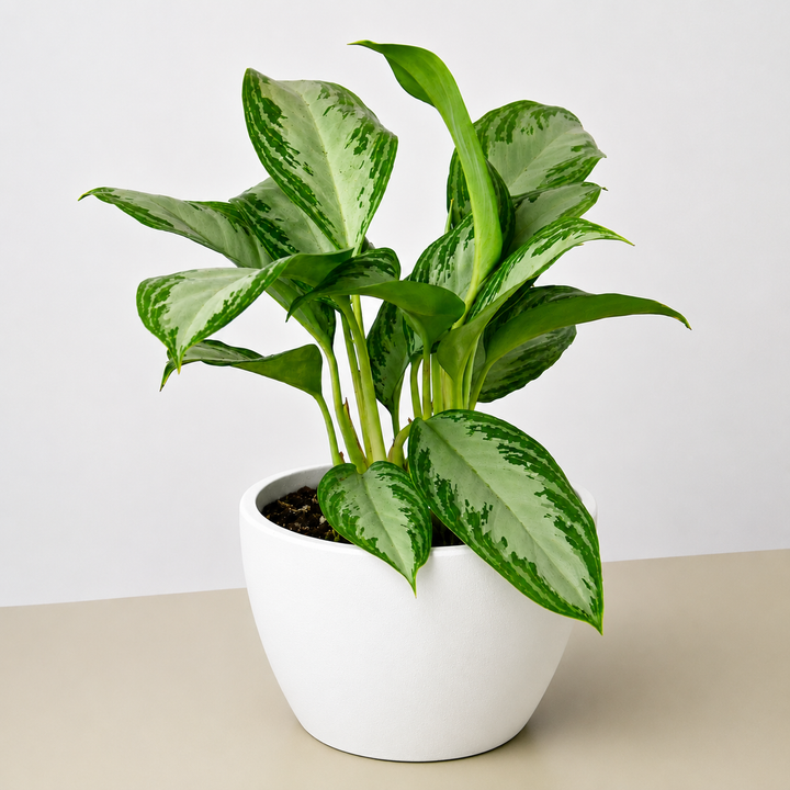 Chinese Evergreen &