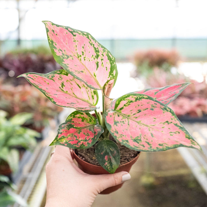 Chinese Evergreen &