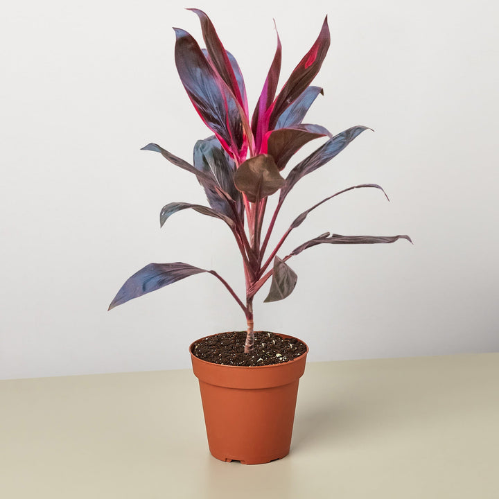 Cordyline &