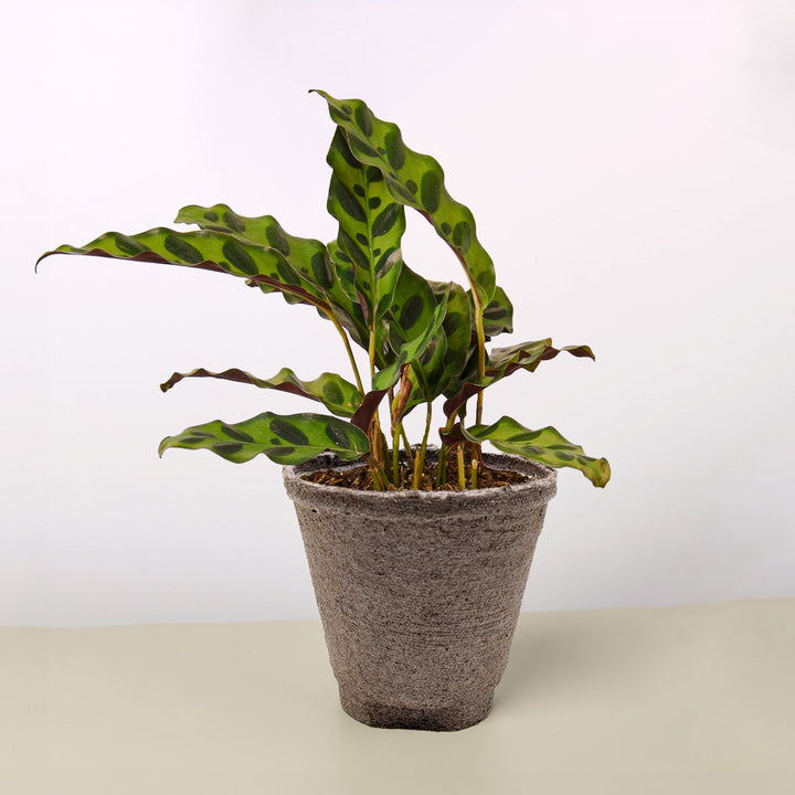 Calathea Lancifolia &