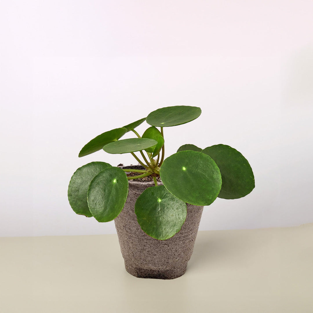 Pilea Peperomioides &