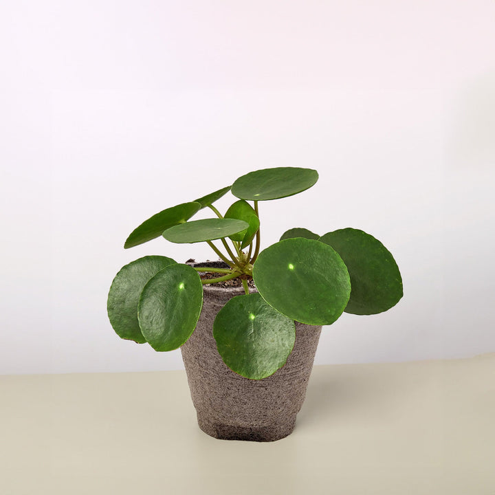 Pilea Peperomioides &