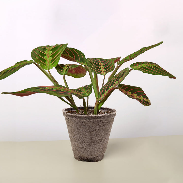 Maranta &