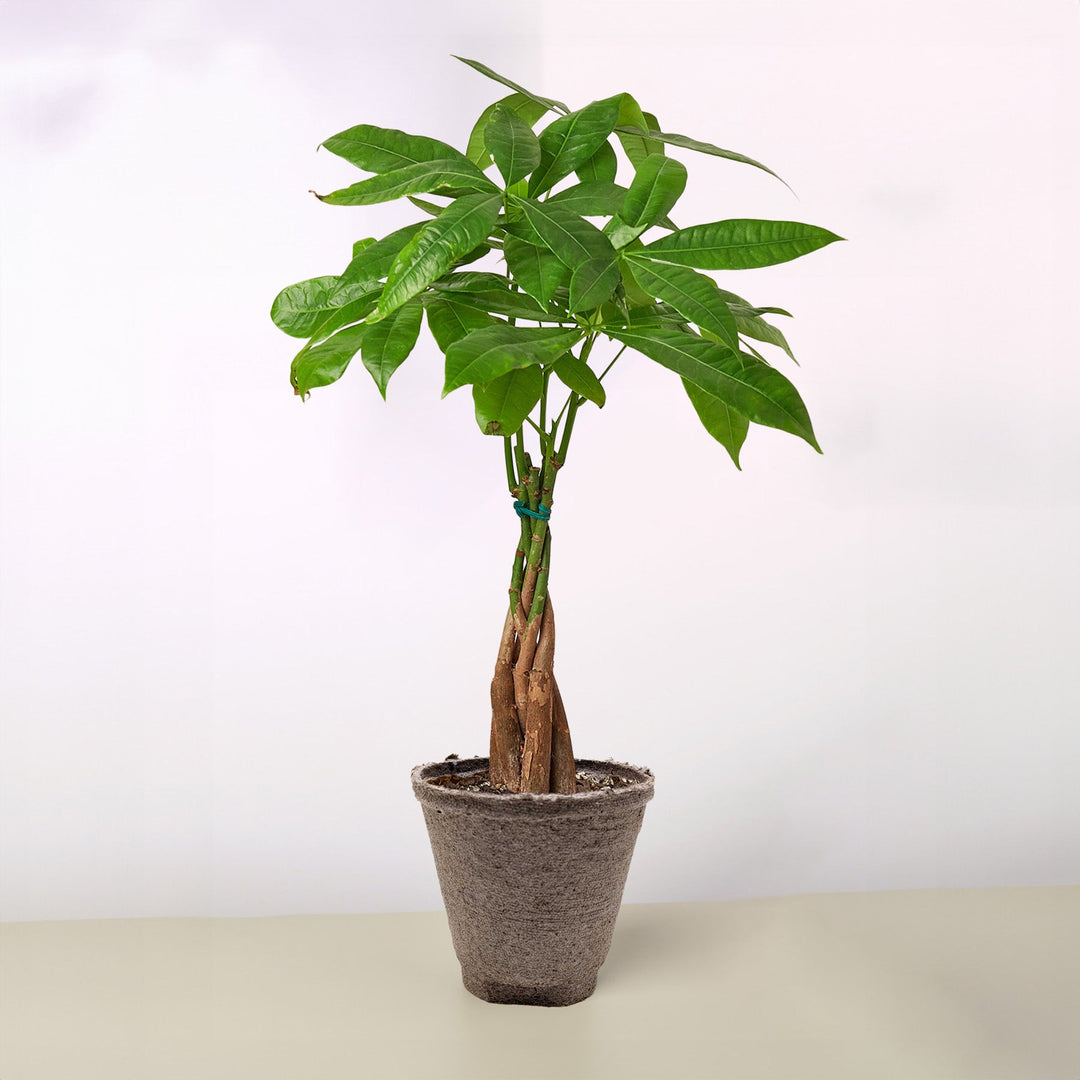Money Tree &