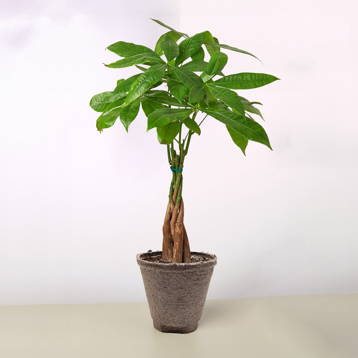 Money Tree &