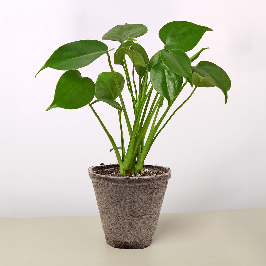 Monstera &