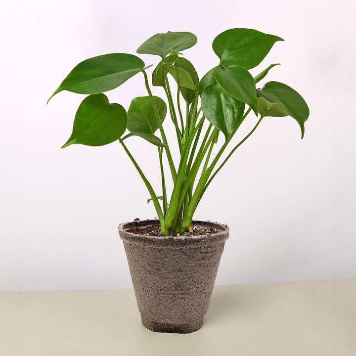 Monstera &