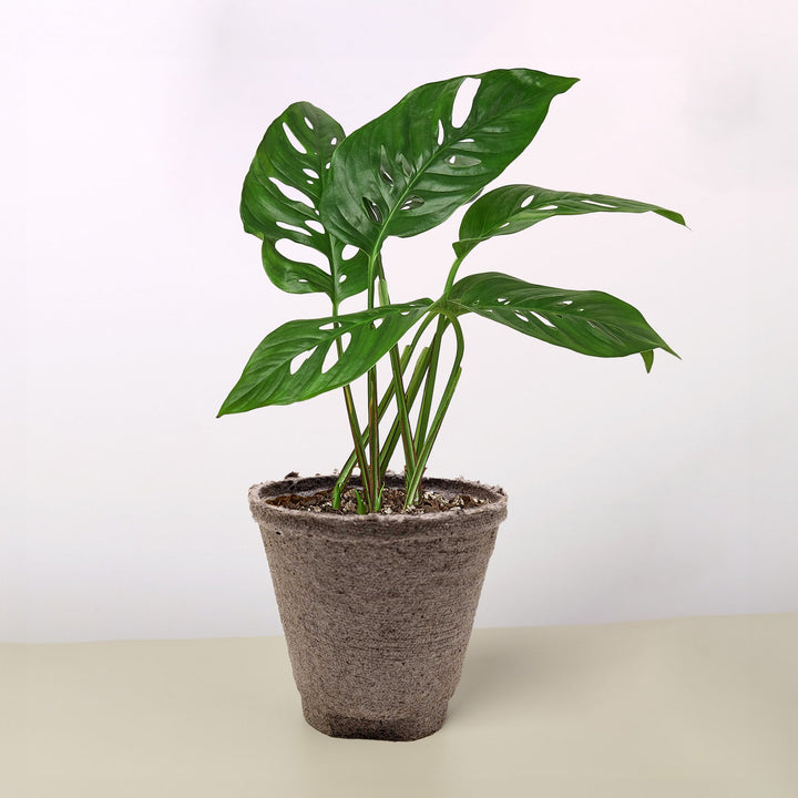 Monstera Adansonii &