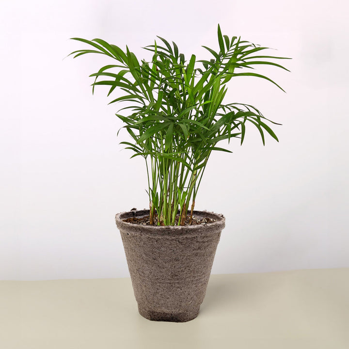 Parlor Palm