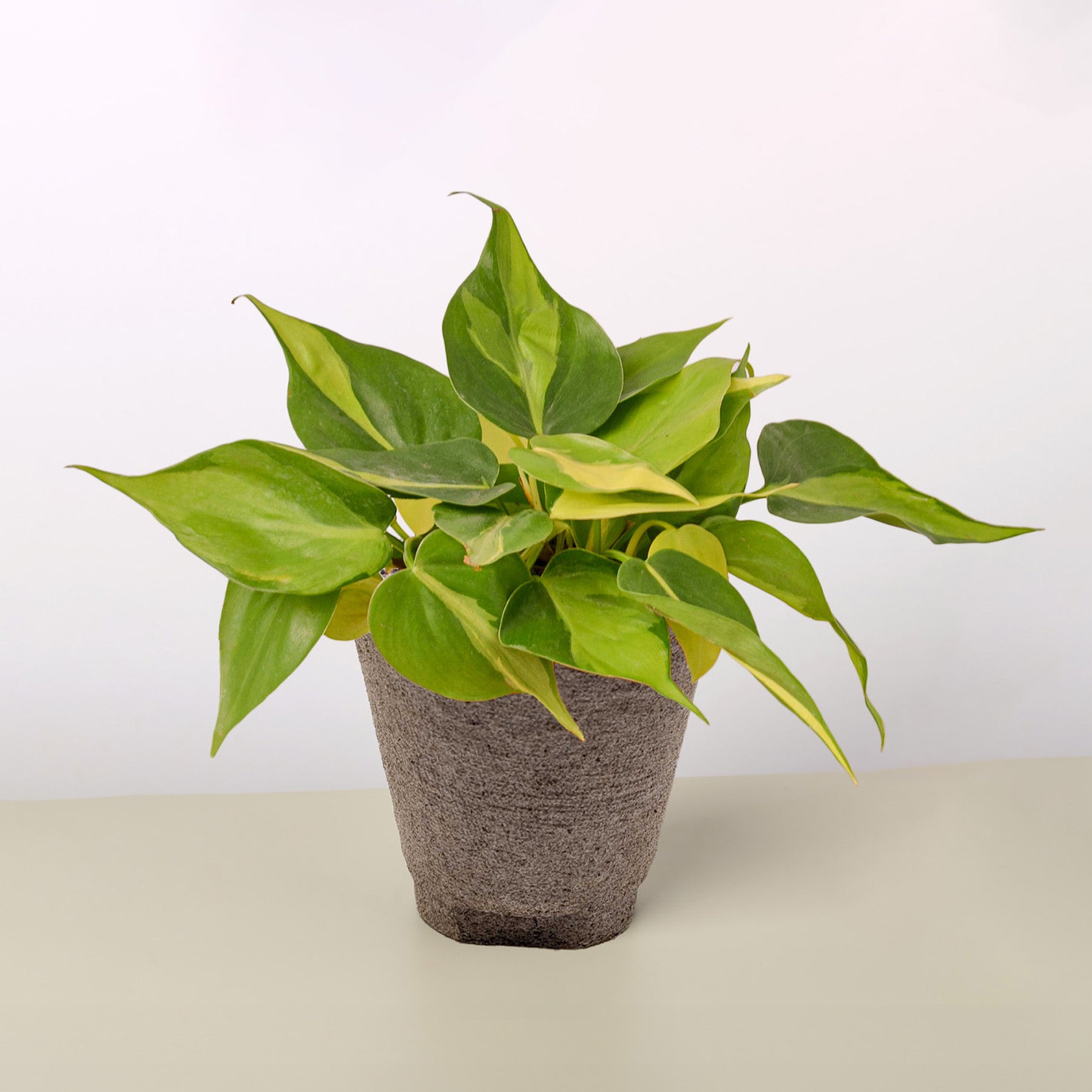 Philodendron 'Brasil'