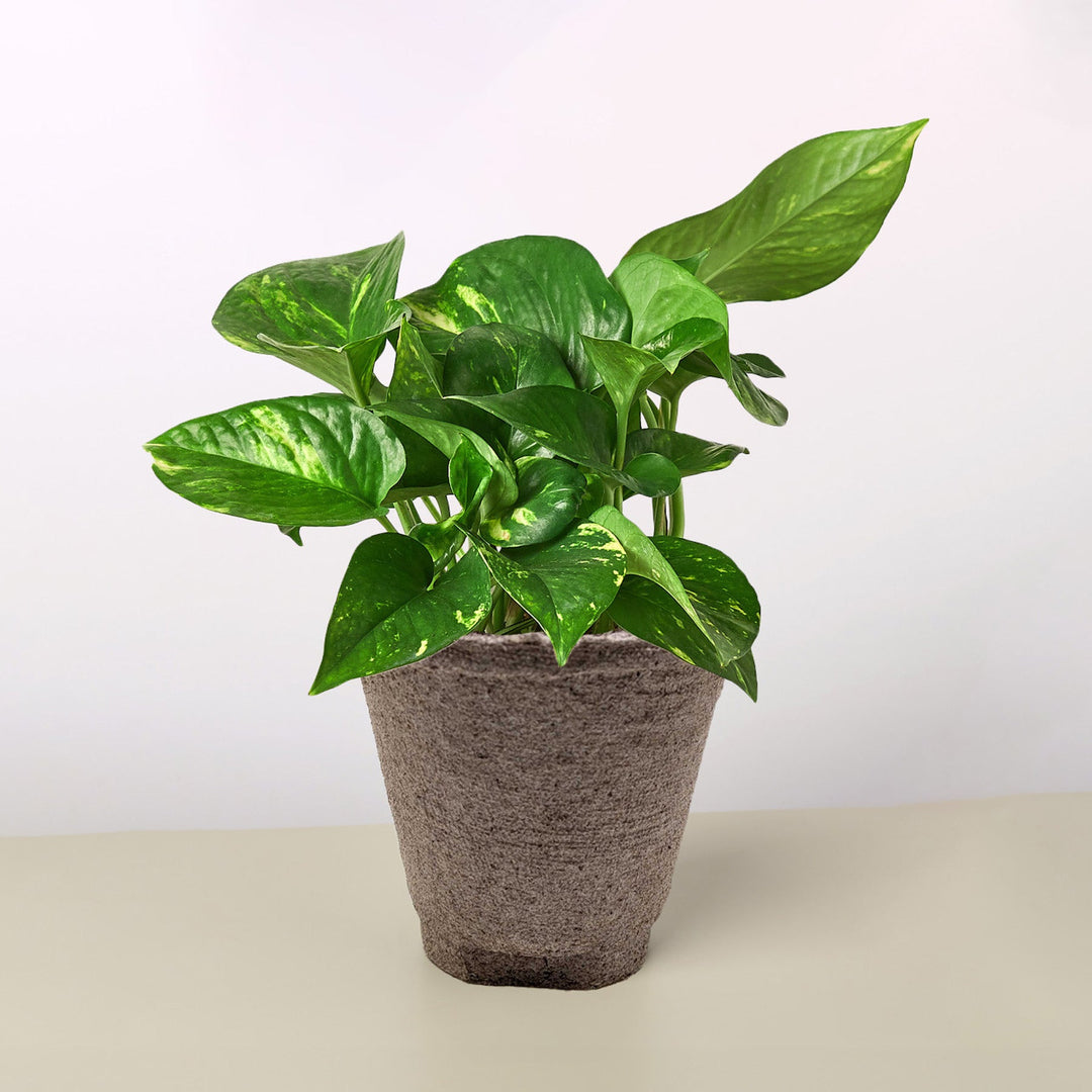 Pothos &
