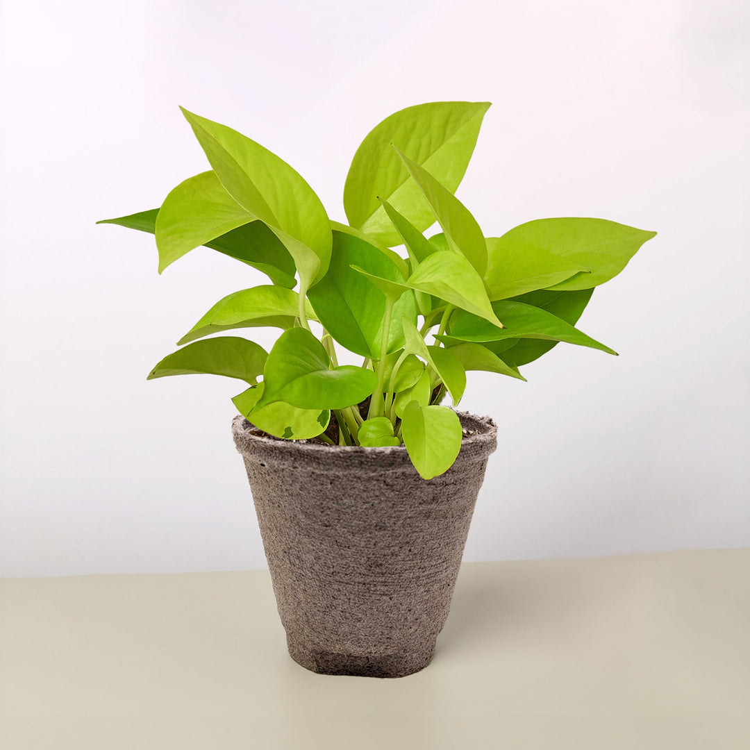Pothos &