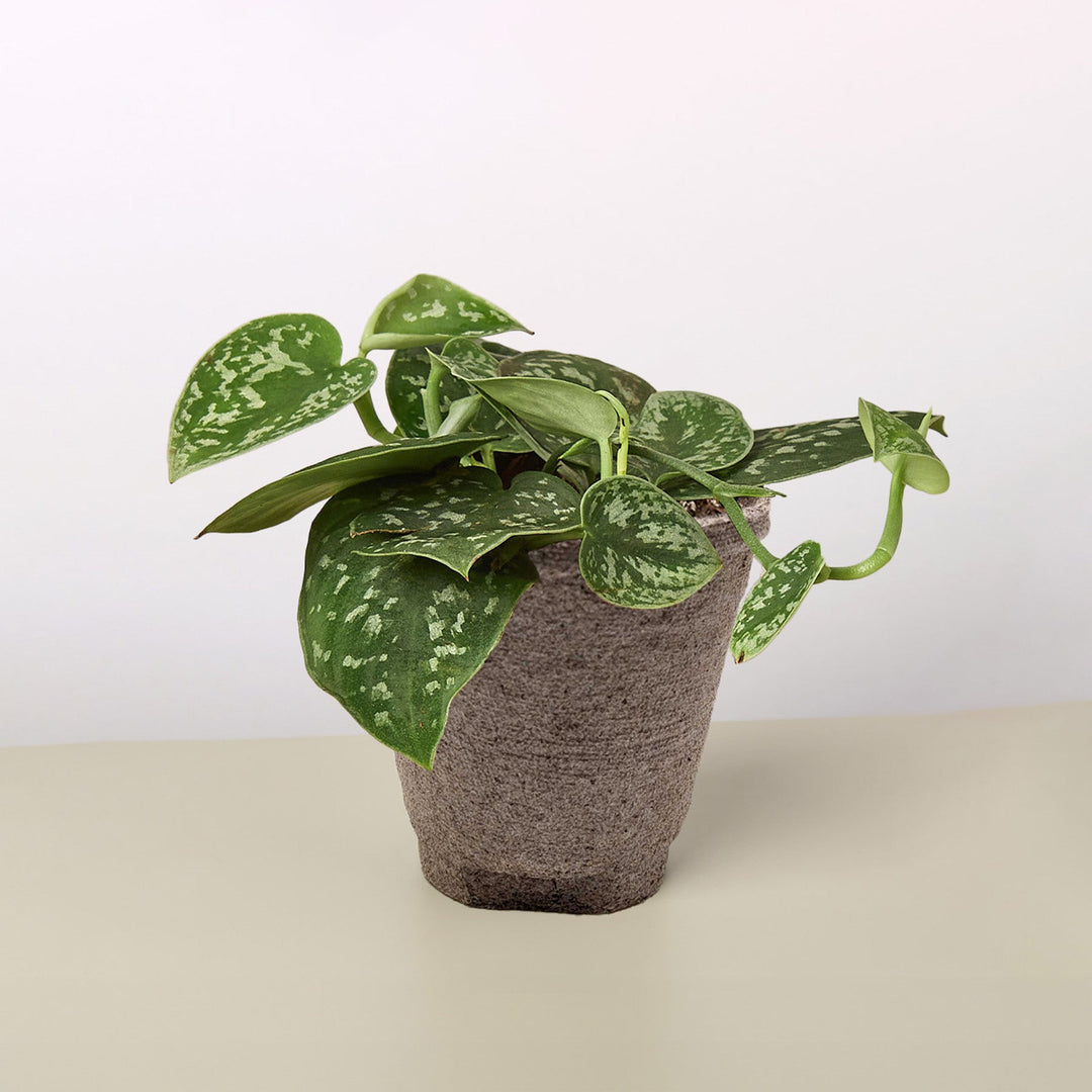 Pothos &