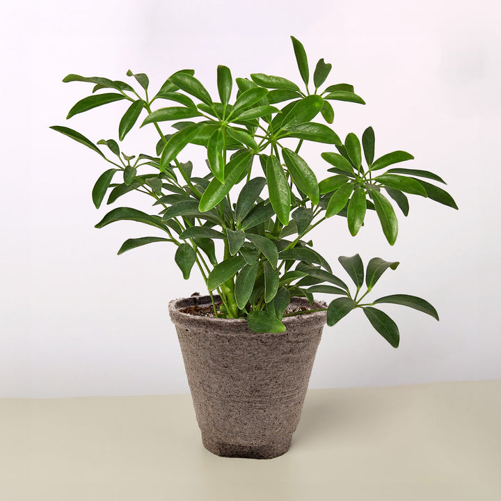 Schefflera Arboricola