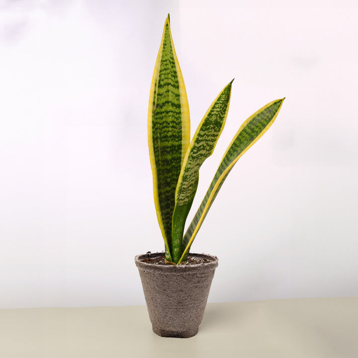 Snake Plant &