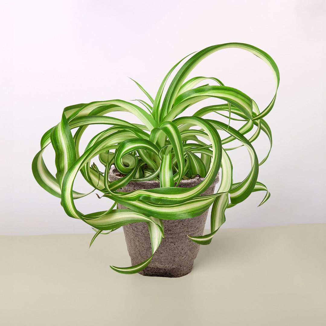 Spider Plant &