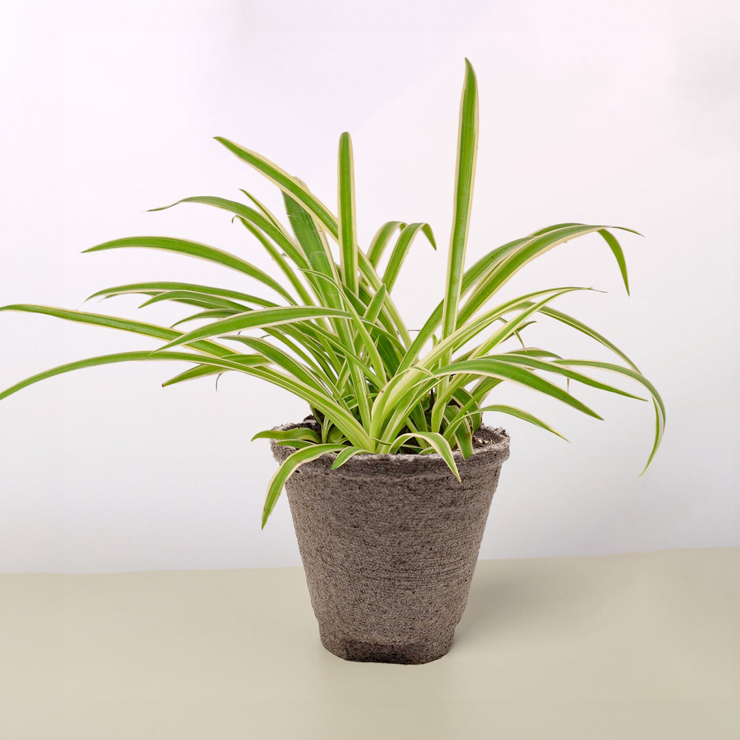 Spider Plant &