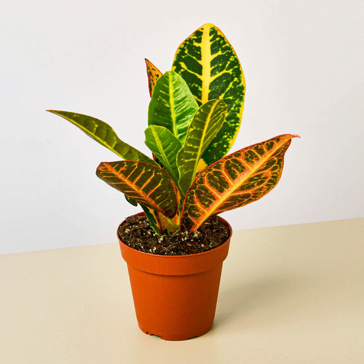 Croton Petra &