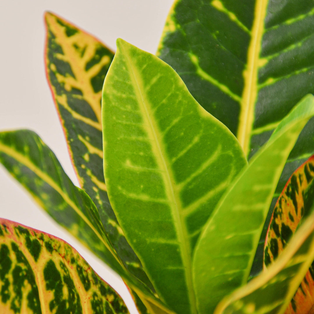 Croton Petra &