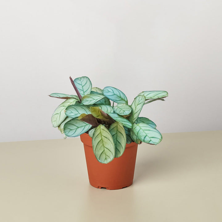 Ctenanthe burle-marxii &