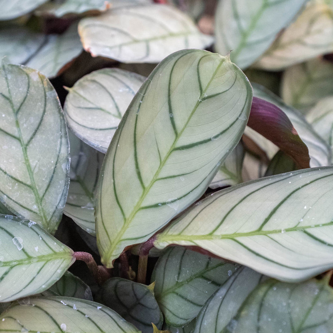 Ctenanthe burle-marxii &
