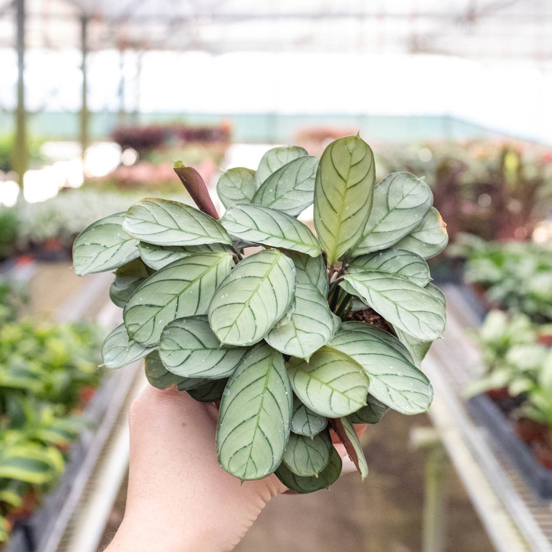 Ctenanthe burle-marxii &