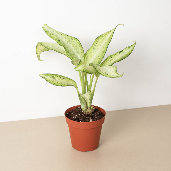 Dieffenbachia &