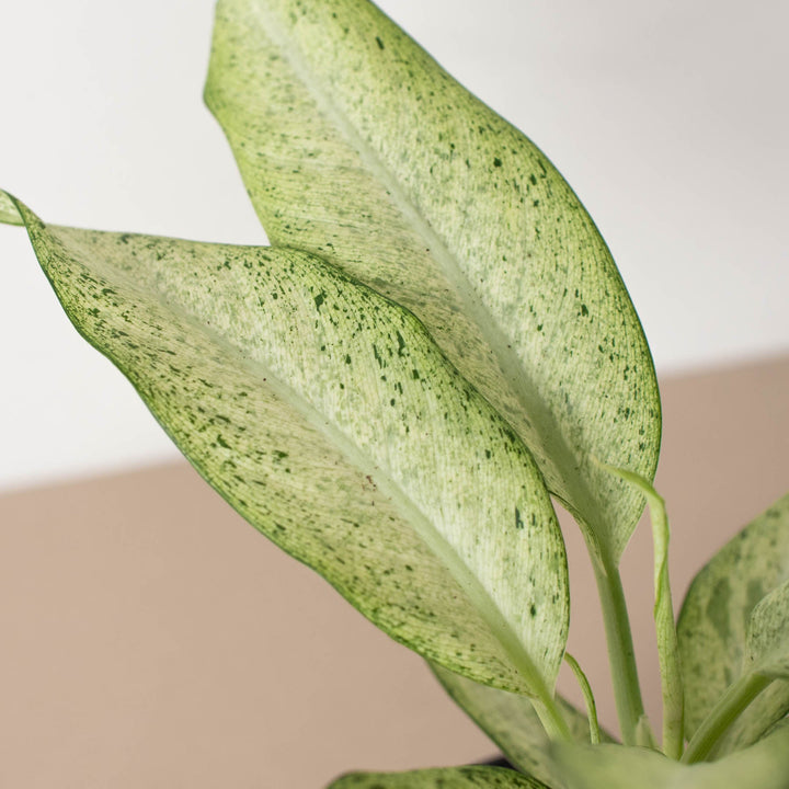 Dieffenbachia &