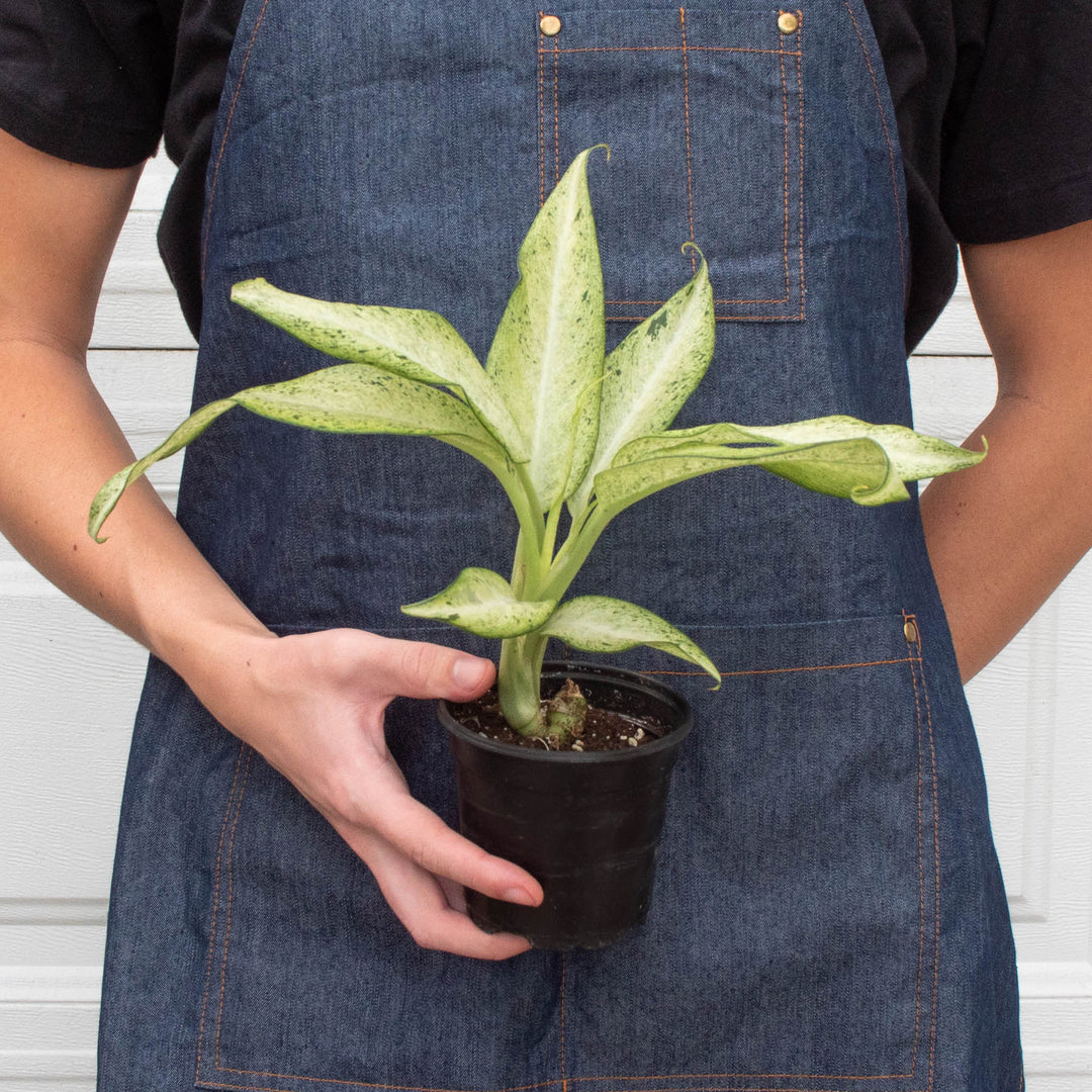 Dieffenbachia &