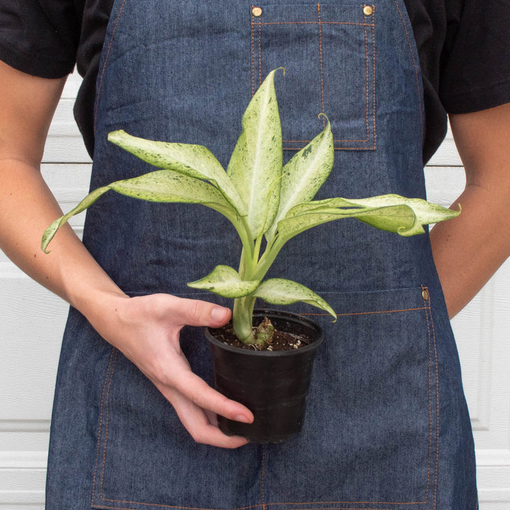 Dieffenbachia &
