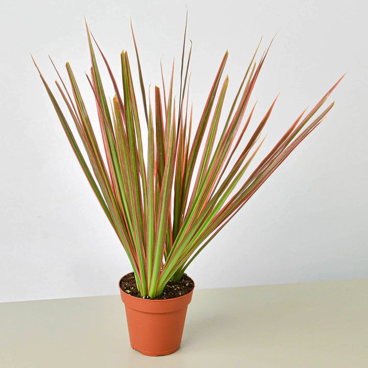 Dracaena &