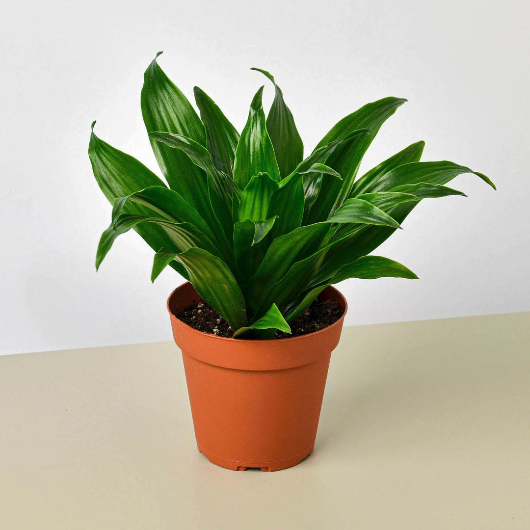 Dracaena &