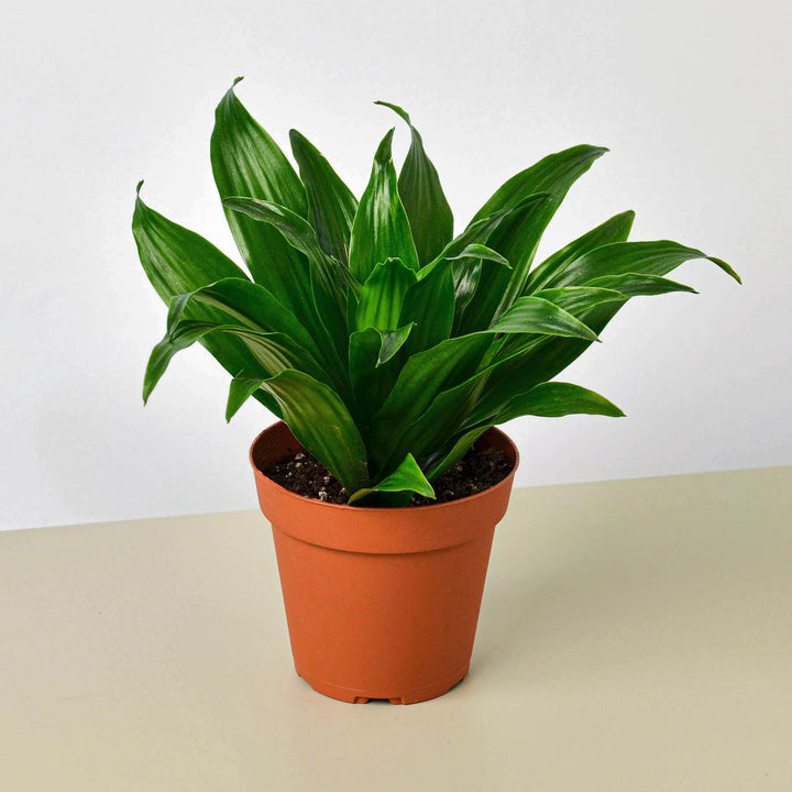 Dracaena &