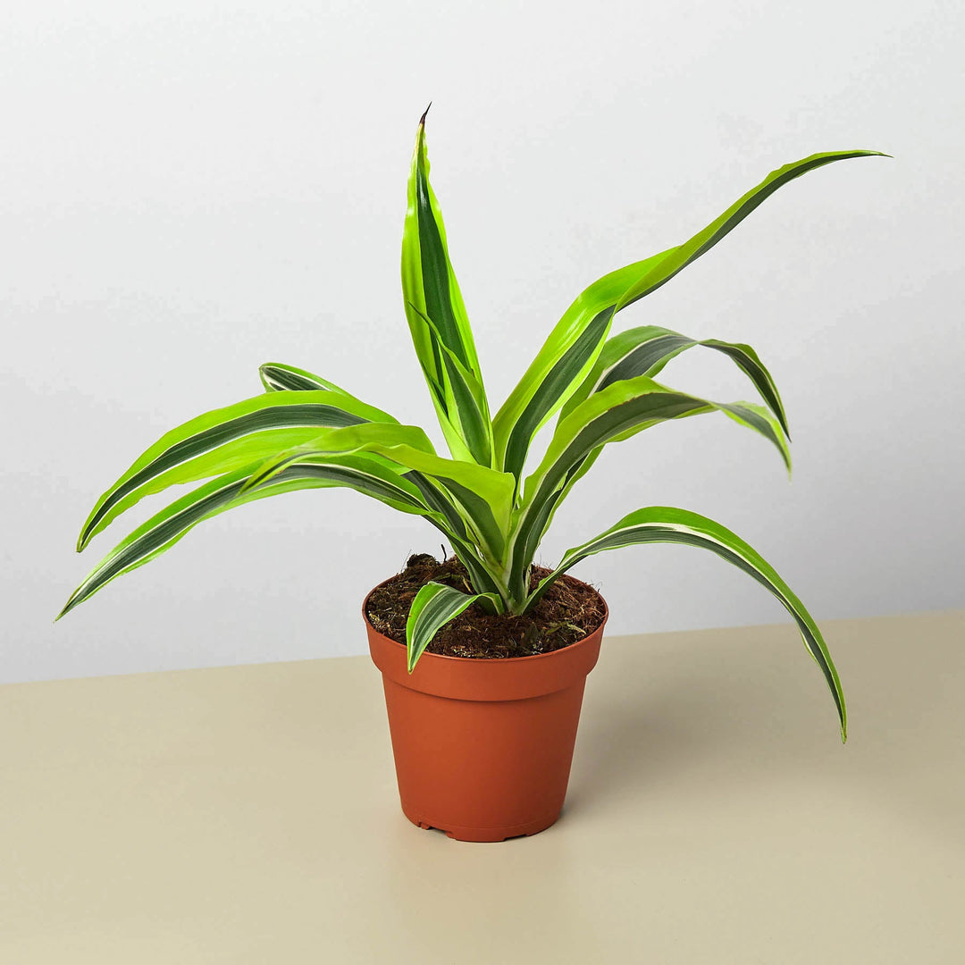 Dracaena &