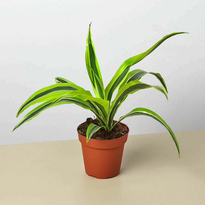 Dracaena &